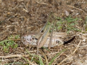 Grey Bush Cricket (Platycleis albopunctata) - female