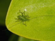 Speckled Bush Cricket (Leptophyes punctatissima) - nymph
