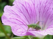 Speckled Bush Cricket (Leptophyes punctatissima) - nymph