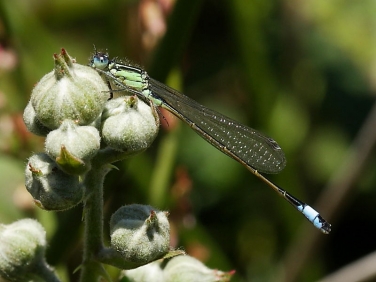 Blue-tailed Damselfly (Ischnura elegans) - immature male
