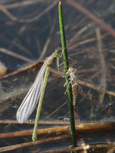 Large Red Damselfly - newly emerged