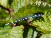 Azure Damselfly (Coenagrion puella)