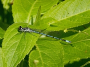 Azure Damselfly (Coenagrion puella)
