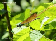 Beautiful Demoiselle (Calopteryx virgo)