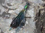 Beautiful Demoiselle (Calopteryx virgo) - male