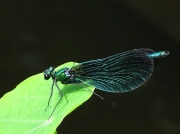 Beautiful Demoiselle (Calopteryx virgo) - male