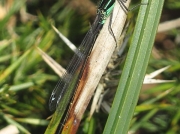 Blue-tailed Damselfly (Ischnura elegans)
