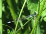 Blue-tailed Damselfly (Ischnura elegans)