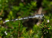 Common Blue Damselfly (Enallagma cyathigerum) - immature male