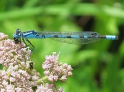 Common Blue Damselfly (Enallagma cyathigerum)