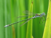 Emerald Damselfly - male