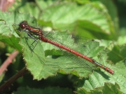 Large Red Damselfly (Pyrrhosoma nymphula)