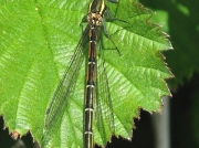 Large Red Damselfly (Pyrrhosoma nymphula) - female f.melanotum