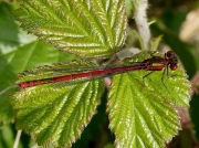 Large Red Damselfly (Pyrrhosoma nymphula) - male