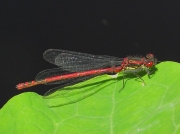 Large Red Damselfly (Pyrrhosoma nymphula)