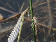 Large Red Damselfly - newly emerged