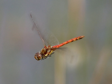 Common Darter (Sympetrum striolatum)
