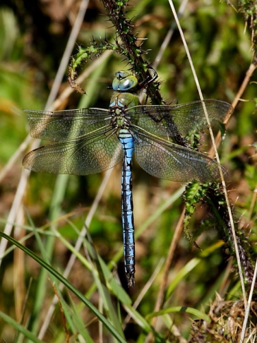 Emperor Dragonfly (Anax imperator) - male