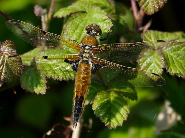 Four-spotted Chaser (Libellula quadrimaculata) - juvenile