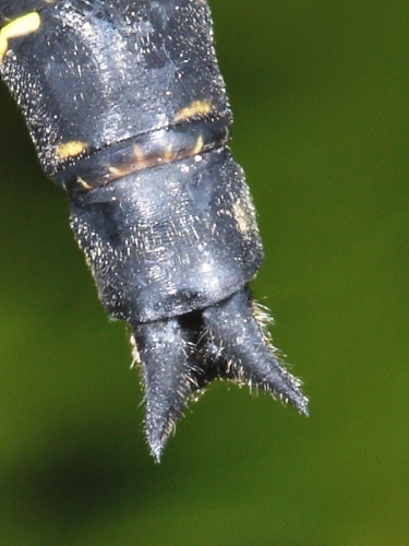 Golden-ringed Dragonfly (Cordulegaster boltonii) - male clasper