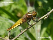 Broad-bodied Chaser (Libellula depressa) immature male