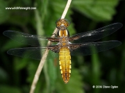 Broad-bodied Chaser (Libellula depressa)