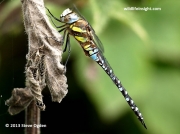 Migrant Hawker (Aeshna mixta) male