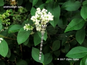 Southern-Hawker-Dragonfly- juvenile  (Aeshna cyanea) 8103