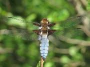 Broad-bodied Chaser (Libellula depressa) - male