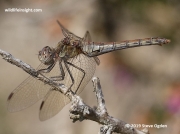 Common Darter (Sympetrum striolatum) over mature female