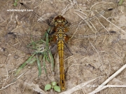 Common Darter (Sympetrum striolatum) female