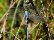 Emperor Dragonfly (Anax imperator) - male