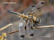 Four-spotted Chaser (Libellula quadrimaculata) form praenubila