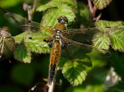 Four-spotted Chaser (Libellula quadrimaculata) - juvenile