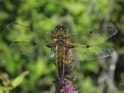 Four-spotted Chaser (Libellula quadrimaculata)