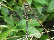 Golden-ringed Dragonfly (Cordulegaster boltonii) - male