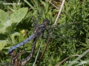 Keeled Skimmer male (Orthetrum coerulescens)