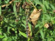 Southern Hawker (Aeshna cyanea)