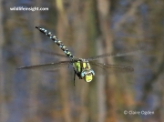 Southern Hawker (Aeshna cyanea) in flight