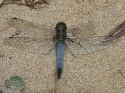 Black-tailed Skimmer (Orthetrum cancellatum) - male