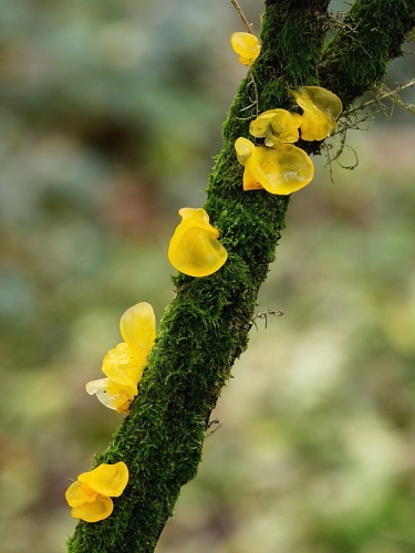 fungi, moss and lichens at Windmill Farm Nature Reserve