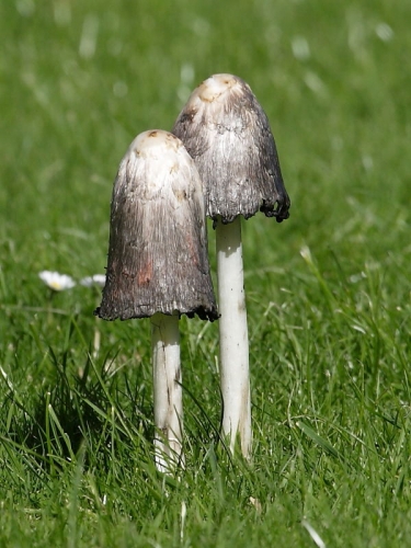 Shaggy Ink Cap fungi (Coprinus comatus)