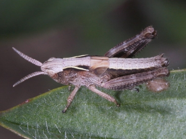 grasshopper - nymph