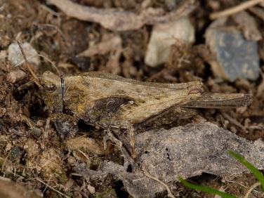 Slender Groundhopper (Tetrix subulata)