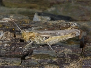 Field Grasshopper (Chorthippus brunneus)