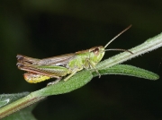 Meadow Grasshopper (Chorthippus parallelus)