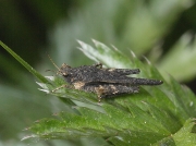 Slender Groundhopper (Tetrix subulata)