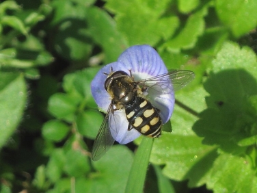 Eupeodes luniger