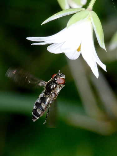Platycheirus albimanus