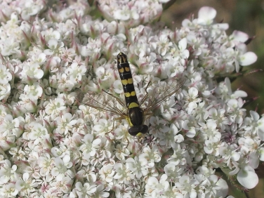 Sphaerophoria scripta